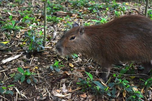 Gyvūnai, Gyvūnas, Zoologijos Sodas, Capybara, Fauna