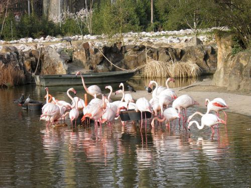 Gyvūnai, Gamta, Rožinis Flamingas, Paukščiai, Plunksnos, Zoologijos Sodas, Lyon
