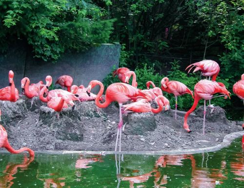 Gyvūnai, Flamingos, Zoologijos Sodas, Gamta