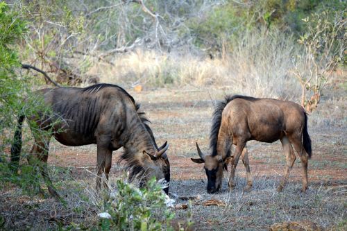 Laukiniai Gyvūnai, Kruger Parkas, Pietų Afrika