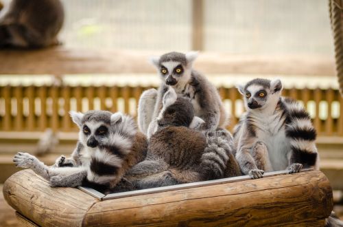 Gyvūnai, Pūkuotas, Lemūrai, Madagaskaras, Primatas, Laukinė Gamta, Zoologijos Sodas