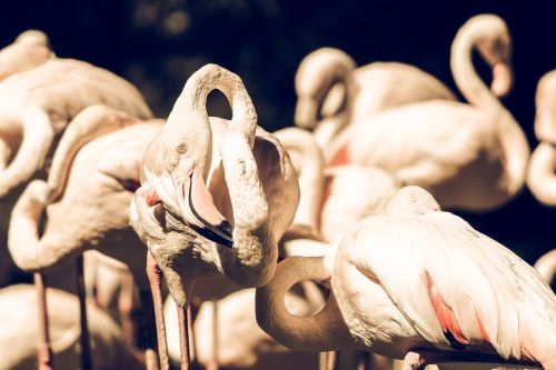 Gyvūnai, Paukščiai, Flamingos, Makro