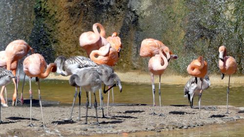Gyvūnai, Zoologijos Sodas, Flamingo