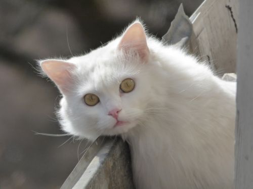 Gyvūnai, Pūkuotas Katinas, Balta Katė