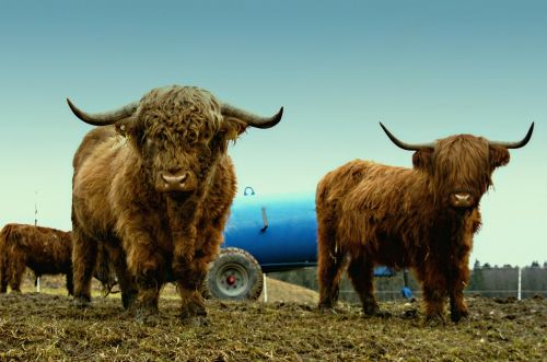 Gyvūnai, Ganykla, Kalnų Galvijai, Škotiškas Hochlandrindas, Gyvūnas, Škotijos Aukštuminiai Galvijai