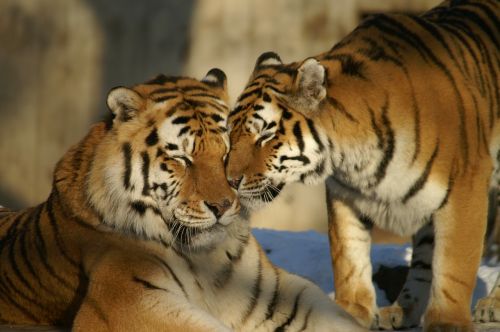 Gyvūnai, Tigras, Katė, Zoologijos Sodas