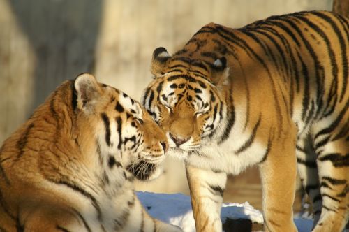 Gyvūnai, Tigras, Katė, Zoologijos Sodas