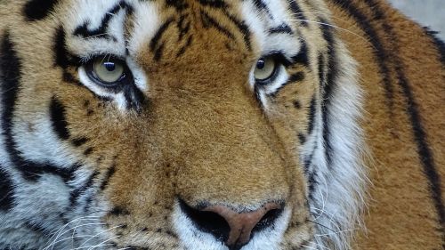 Gyvūnai, Tigras, Katė, Amurtiger, Sibiro Tigras, Zoologijos Sodas