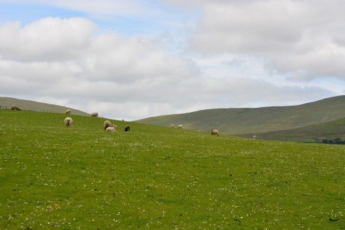 Gyvūnai, Gamta, Airijos Avių Avys