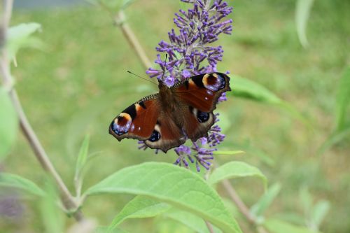 Gyvūnai, Drugelis, Buddleia, Vabzdys