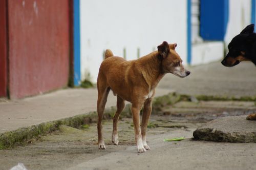 Gyvūnai, Iš, Laukas, Portretas, Gyvūnas, Finlandia, Quindio