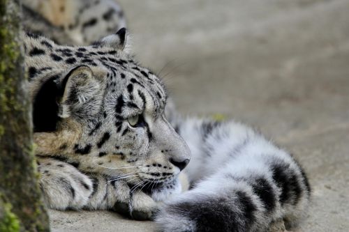 Gyvūnai, Katė, Sniego Leopardai, Zoologijos Sodas