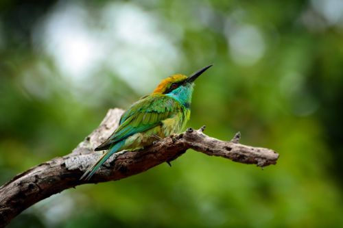 Gyvūnai, Paukščiai, Šri Lanka