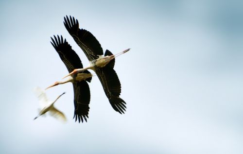 Gyvūnai, Paukščiai, Šri Lanka