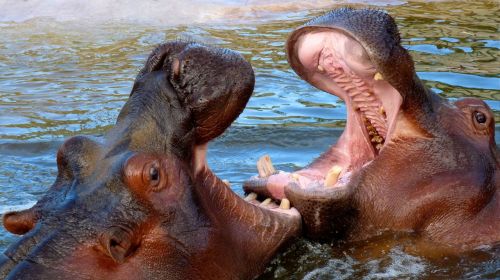 Gyvūnai, Hippo, Laukiniai Gyvūnai, Afrika