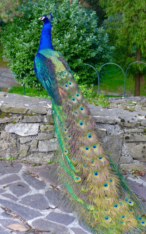 Gyvūnai, Paukštis, Povas Italy, Bergamo