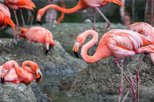 Gyvūnai, Flamingos, Rožinės Flamingos, Paukščiai, Gamta, Zoologijos Sodas, Sąskaitą, Gyvūnų Pasaulis, Rožinis, Stovintis, Gyvūnų Grupė, Nemokamai, Laukinės Gamtos Fotografija, Plumėjimas, Kojos