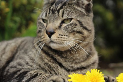 Gyvūnai, Augintiniai, Fotografija, Katės, Gėlės