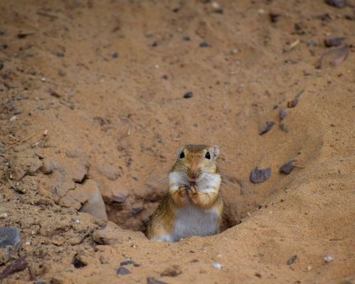 Gyvūnai, Gamta, Laukiniai, Natūralus, Laukinė Gamta, Ūkis, Spalvinga, Portretas, Džiunglės, Parkas, Rinkimas, Žolė, Fauna, Spalva, Modelis, Dizainas