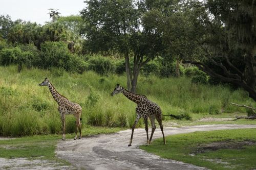 Gyvūnai, Žirafa, Safari, Laukinė Gamta, Gamta, Zoologijos Sodas