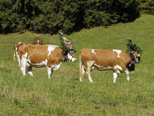 Gyvūnai, Pervarytoji Gyvulininkystė, Tyrol, Tradicija, Tirol, Kalnas, Karwendel, Austria, Kalnų Ganyklos, Karvės