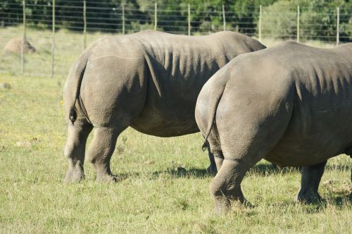 Gyvūnai, Pietų Afrika, Rhino, Kūnas, Laukiniai Gyvūnai, Laukinės Gamtos Fotografija