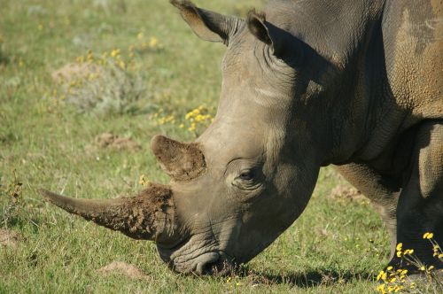 Gyvūnai, Pietų Afrika, Rhino, Laukiniai Gyvūnai, Laukinės Gamtos Fotografija, Ragai, Galva