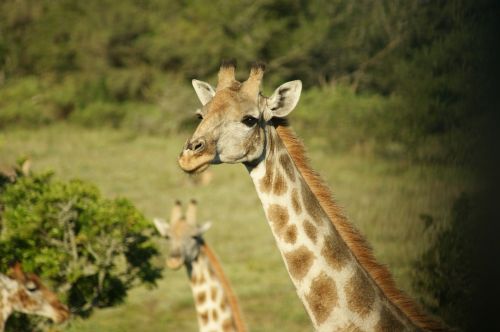 Gyvūnai, Pietų Afrika, Laukiniai Gyvūnai, Laukinės Gamtos Fotografija, Žirafa