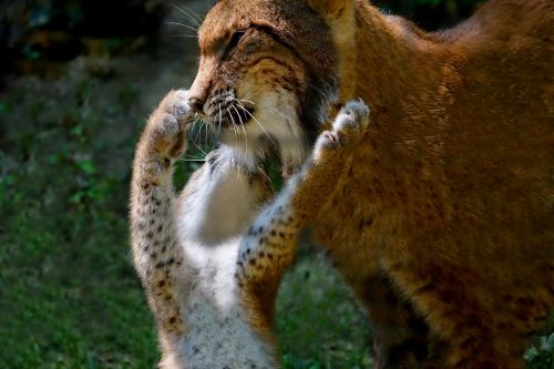 Gyvūnai, Lūšis, Lūšis Mama Su Lynx Vaiku, Lizdų Šeima