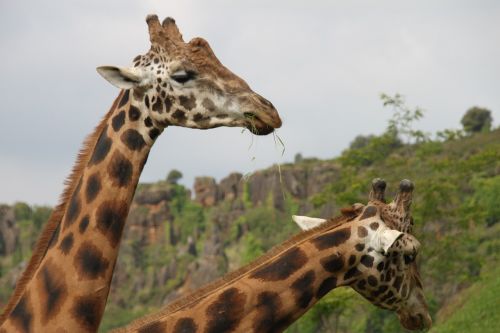 Gyvūnai, Žirafos, Gamta, Afrika, Fauna, Žinduolis