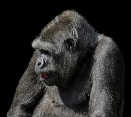 Gyvūnai,  Beždžionė,  Gorila,  Žinduolis,  Primatų,  Ape,  Žemumų Gorila,  Tiergarten Nürnberg,  Lygumų Gorila,  Dominuojanti,  Žiūrėti