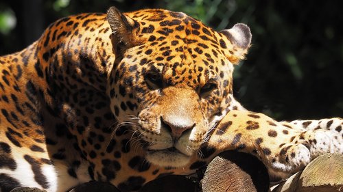 Gyvūnai,  Kačių,  Jaguar,  Portretas,  Poilsis