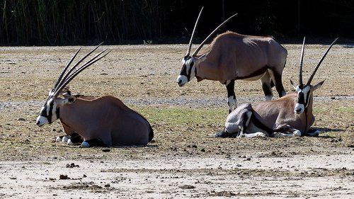 Gyvūnai,  Oryx,  Pobūdį,  Afrikoje,  Savannah,  Laukinių,  Žinduoliai,  Gyvūnija,  Banda