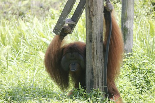 Gyvūnai,  Orangutanai,  Ape,  Miškas,  Veidas,  Gamta