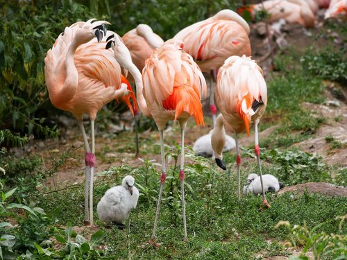 Gyvūnai,  Paukštis,  Flamingo,  Plunksnos,  Bill,  Jauna,  Jauni Flamingo,  Rožinis,  Vanduo Paukštis,  Plunksna,  Egzotiškas,  Tiergarten Nürnberg
