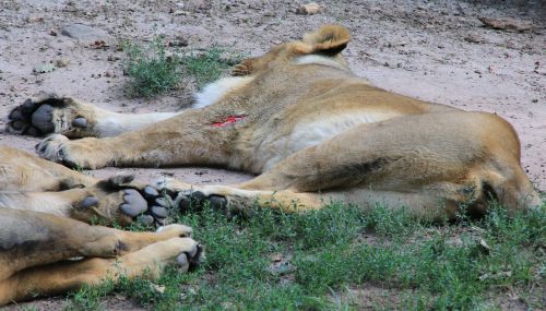 Gyvūnai, Liūtas, Plėšrūnas, Zoologijos Sodas, Liūto Moterys, Liūtas, Sužalojimas, Atvira Žaizda