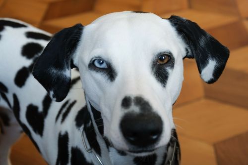 Gyvūnai, Šuo, Dalmatianai, Heterochromija