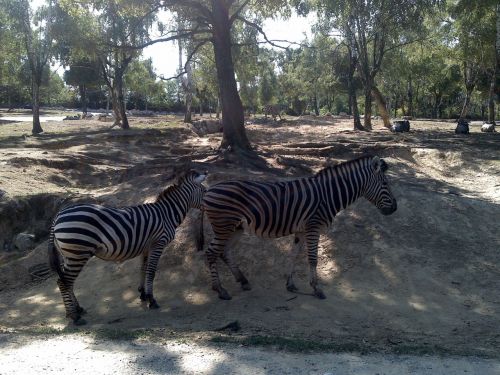 Gyvūnai,  Zoologijos Sodas,  Laisvas,  Nuotraukos,  Zebras,  Zebras Gyvūnas