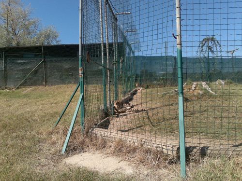 Gyvūnai,  Zoologijos Sodas,  Laisvas,  Nuotraukos,  Jaguar,  Jaguar