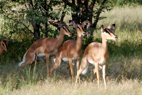 Gyvūnai, Impala, Afrika, Etosha, Namibija, Pinkelpause, Gamta, Safari, Laukiniai, Antilopė