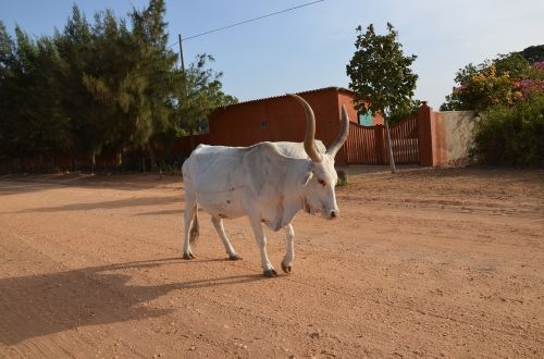 Gyvūnai, Zebu, Karvė, Afrika