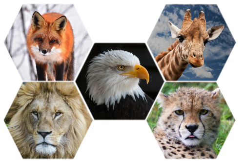 Gyvūnai,  Laukinė Gamta,  Gamta,  Laukiniai,  Zoologijos Sodas,  Mielas,  Žirafa,  Gyvenimas,  Liūtas,  Gepardas,  Erelis