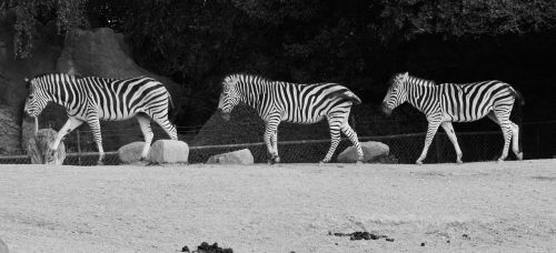 Gyvūnai, Zebras, Juoda Ir Balta, Dryžuotas, Gyvūnų Pasaulis, Gamta