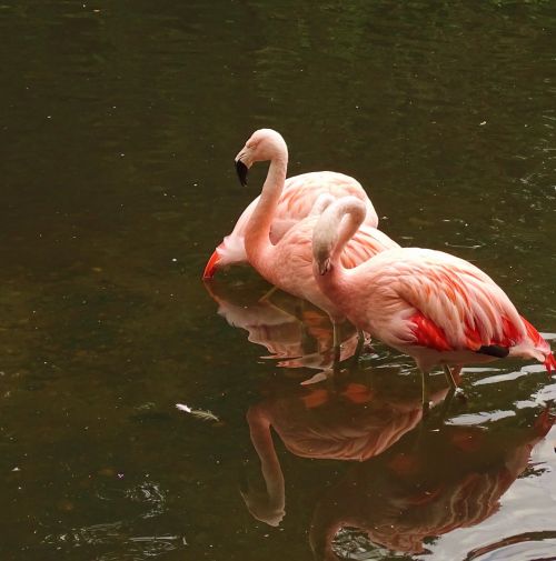 Gyvūnai,  Flamingos,  Rožinis,  Zoologijos Sodas,  Laukinės Gamtos Fotografija,  Veidrodinis Atspindys