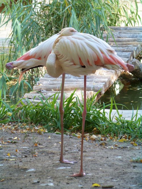 Gyvūnai, Zoologijos Sodas, Flamingo, Rožinis Flamingas, Paukštis