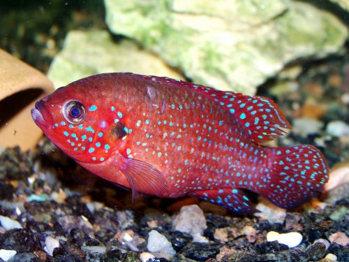 Gyvūnai, Zoologijos Sodas, Žuvis, Chromis Gražus