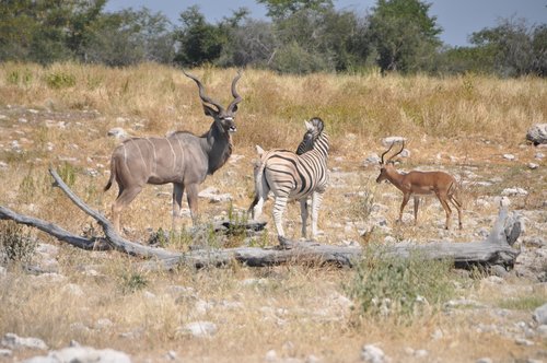 Gyvūnai,  Naudojant Vandens Skylę,  Zebra,  Kudu,  Impala