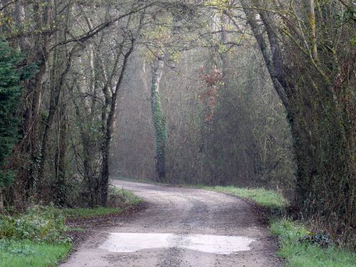 Anjou, Miškas, Šviesa, Medžiai, Spalva