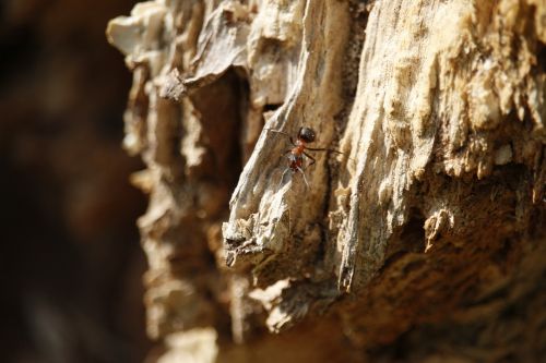 Ant, Makro, Vabzdys, Makrofotografija, Raudonas Antras, Gyvūnas, Uždaryti, Zondas, Dantys, Žievė, Medis, Gamta, Žurnalas, Miškas, Filialas, Ąžuolo, Gentis, Estetinis, Mediena, Struktūra, Ruduo, Storesnis Kamienas, Tuščiaviduris, Filialai, Be Lapų