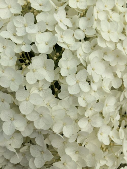 Ant, Baltos Gėlės, Gėlė